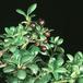 Ilex crenata 2639