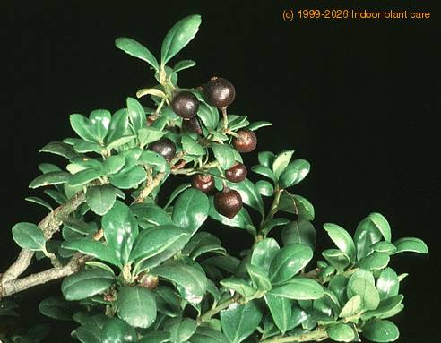 Ilex crenata 2639