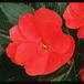 Impatiens 2036