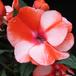 Impatiens 4
