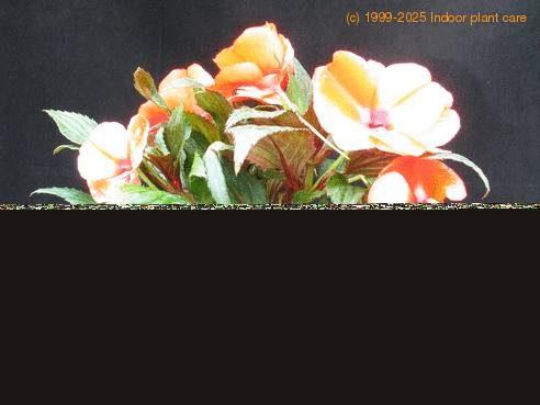 Impatiens 5