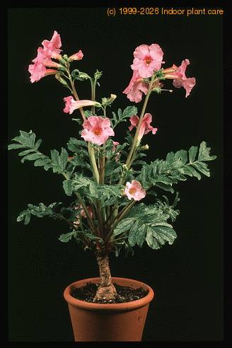 Incarvillea delavayi 2052