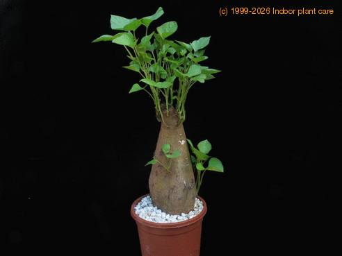Ipomoea patatas