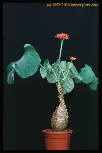 Jatropha podagrica 1627