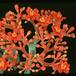 Jatropha podagrica 1634