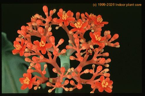 Jatropha podagrica 1634