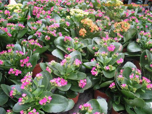 Kalanchoe blossfeldiana