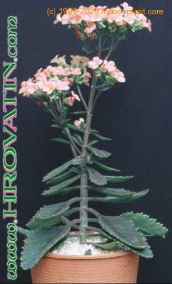 Kalanchoe dorothy 1056