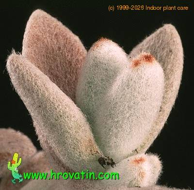 Kalanchoe eriophylla leaf 1309