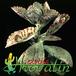 Kalanchoe marmorata 1233
