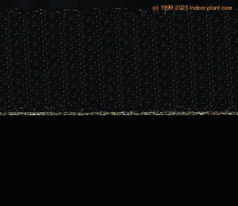 Kalanchoe marmorata-Crassula Hobbit-Pachyphytum weinbergii