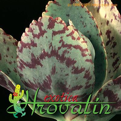 Kalanchoe marmorata leaf 1234