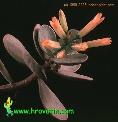 Kalanchoe scapigera 1323