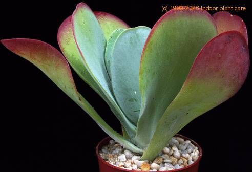 Kalanchoe thyrsifolia SIb