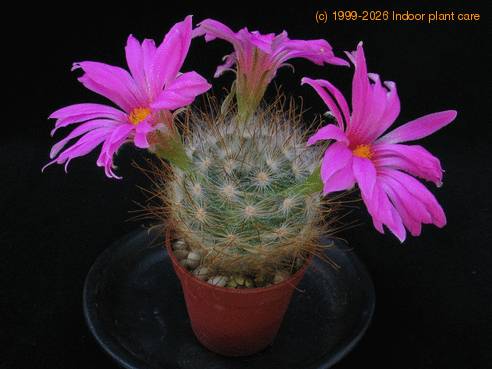 Krainzia quelzowiana 3