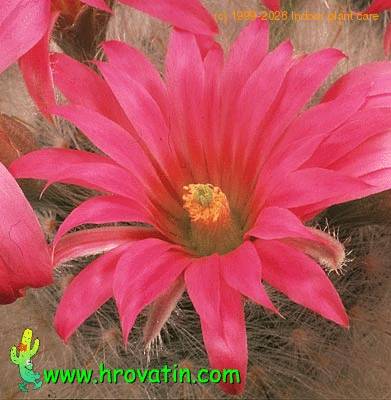 Krainzia quelzowiana flower 558