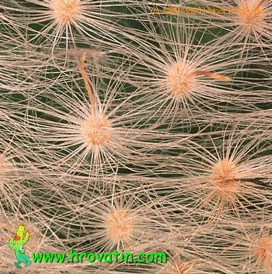 Krainzia quelzowiana thorn 559