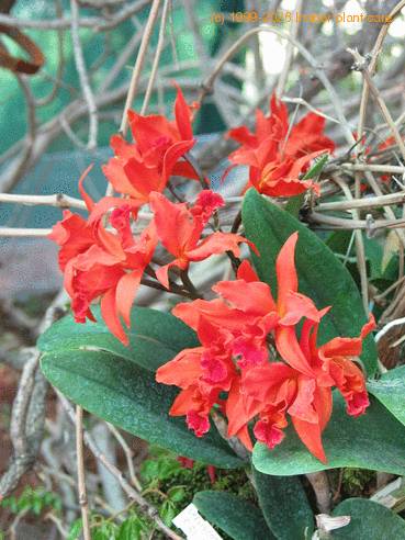 Laeliocattleya orange 2