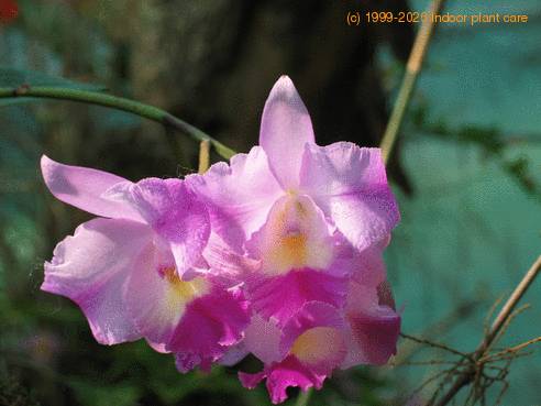 Laeliocattleya peggy flower