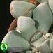 Lapidaria margaretae leaf 1570