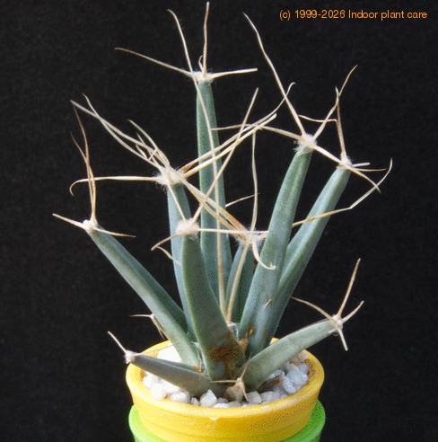 Leuchtenbergia principis MOP