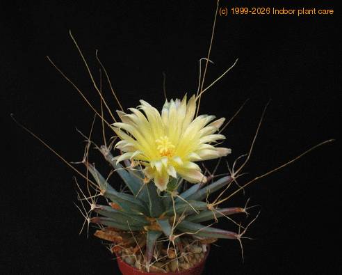 Leuchtenbergia prinzipis 2