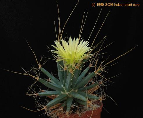 Leuchtenbergia prinzipis