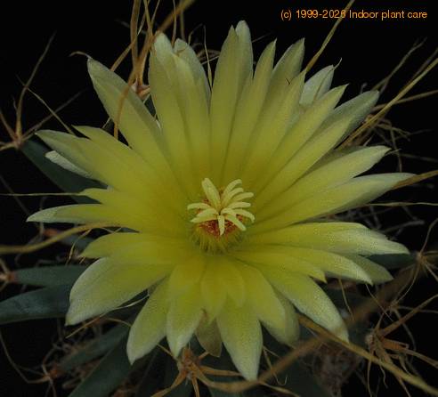 Leuchtenbergia prinzipis flo1