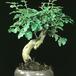 Ligustrum 2626