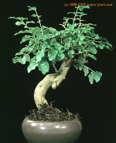 Ligustrum 2626