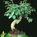 Ligustrum 2626