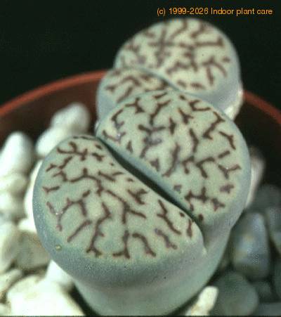 lithops bromfieldii v menne