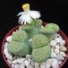 Lithops fulviceps Aurea