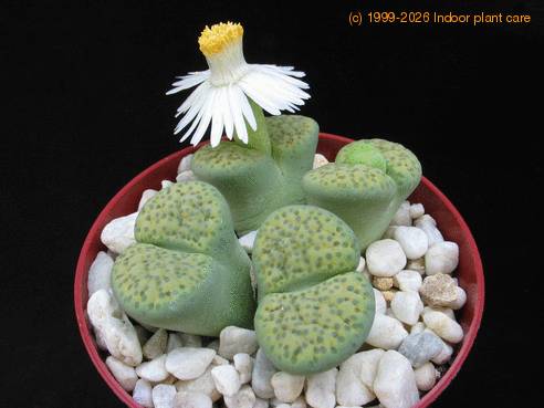 Lithops fulviceps Aurea