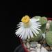 Lithops fulviceps Aurea flo