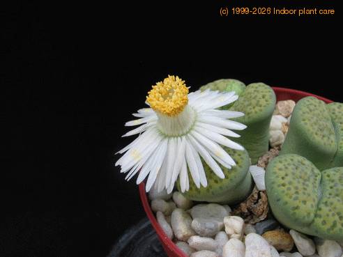 Lithops fulviceps Aurea flo