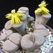 Lithops fulviceps ful Lydiae
