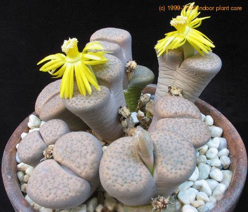 Lithops fulviceps ful Lydiae