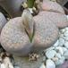 Lithops fulviceps ful Lydiae body