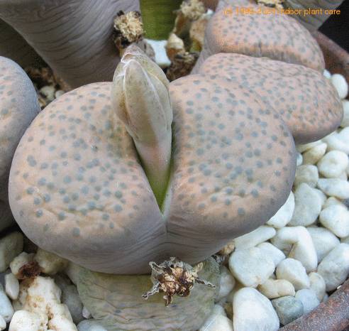 Lithops fulviceps ful Lydiae body