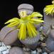 Lithops fulviceps ful Lydiae flo