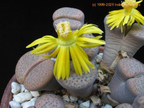 Lithops fulviceps ful Lydiae flo