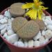 Lithops fulviceps lydiae