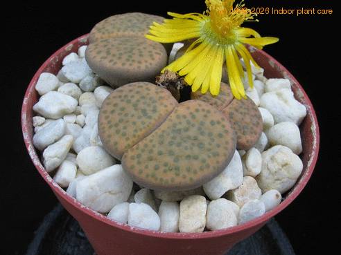 Lithops fulviceps lydiae