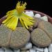 Lithops fulviceps lydiae body