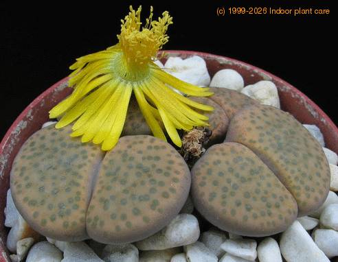 Lithops fulviceps lydiae body