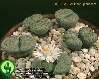 Lithops fulviceps v 'aurea' 1582