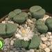 Lithops fulviceps v 'aurea' 1582