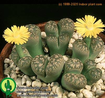 Lithops gesinae v gesinae 1576