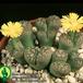 Lithops gesinae v gesinae 1576